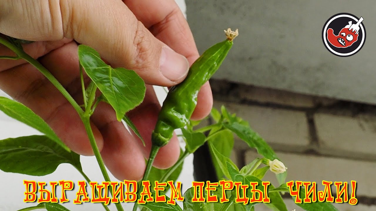 Жарим крапиву. Ну и про высаженные перцы, конечно.