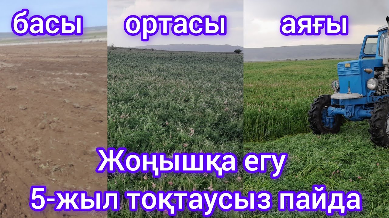 Бір рет егесін - 5жыл пайда табасын.Жоңышқа егу әдісі.Арпа бидаймен бірге егкен тиімді ма