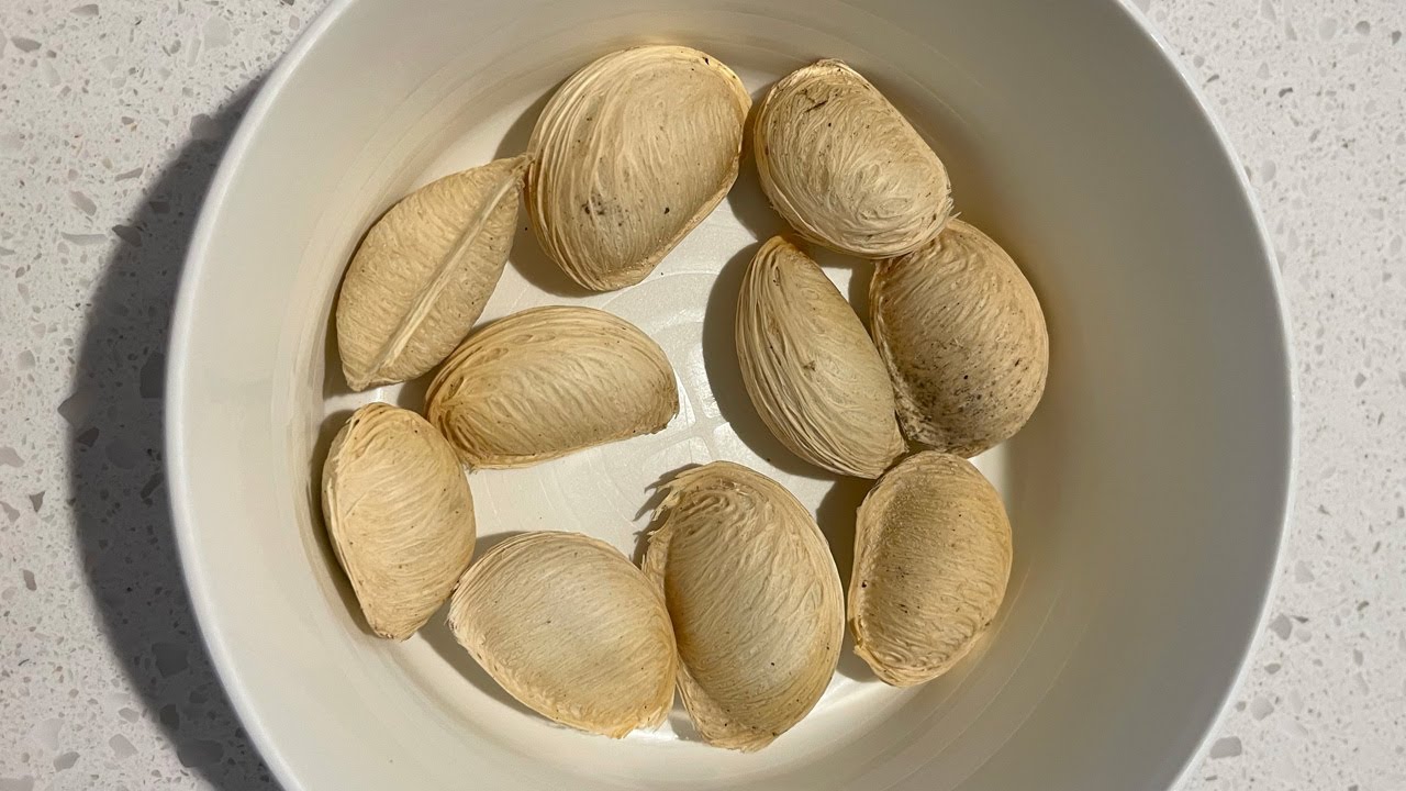 Preparing White Sapote (Casimiroa Edulis) Seeds for Planting
