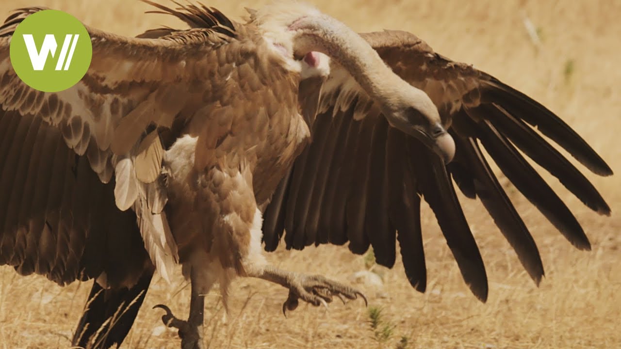 Aves carro&ntilde;eras: Indispensables en la cadena alimenticia