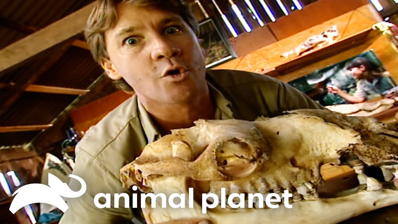 Steve Catches Crazy Camels in Australia | The Crocodile Hunter | Animal Planet