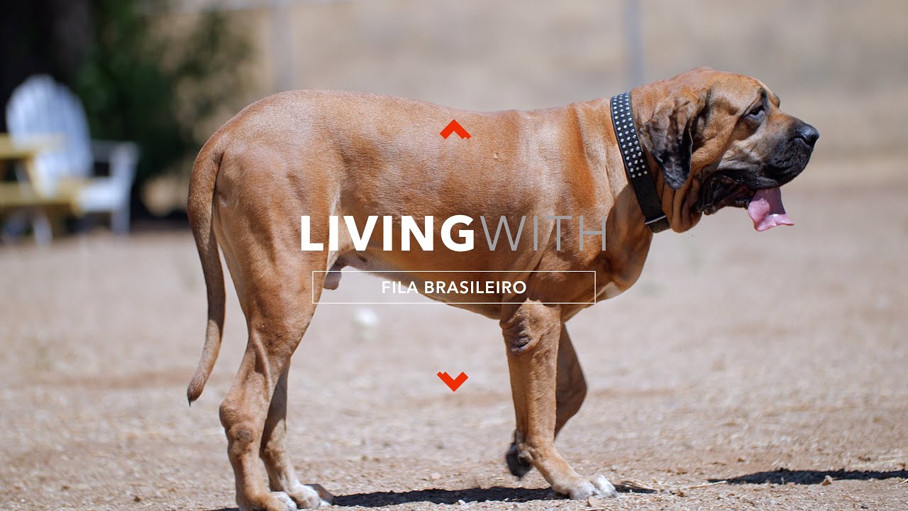 ЖИЗНЬ С FILA BRASILEIRO