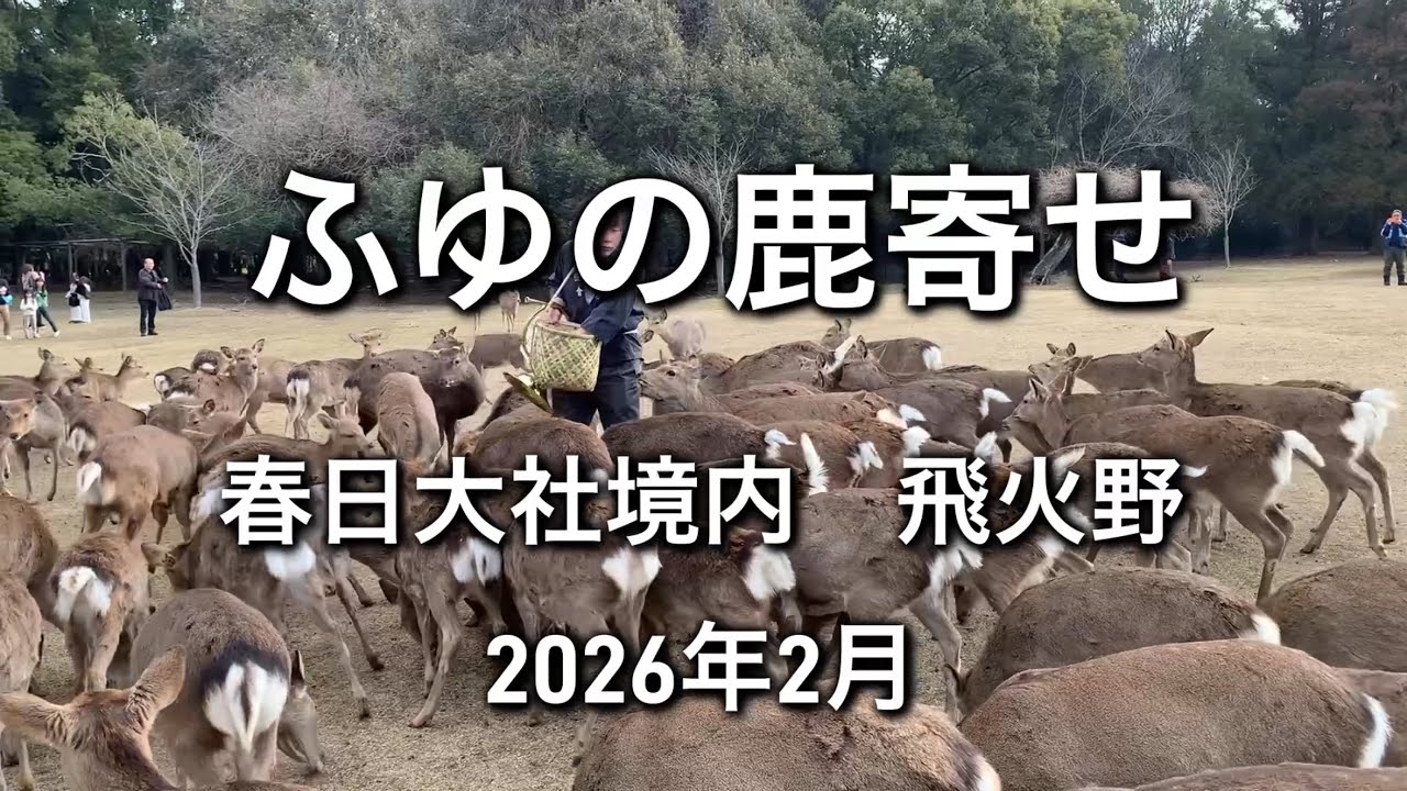 ふゆの鹿寄せ　春日大社境内　飛火野(とびひの)  2026年2月