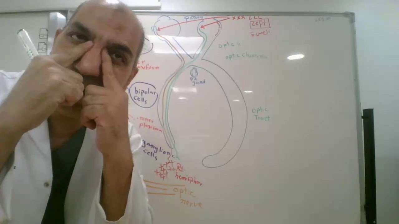 Optic , oculomotor , trochlear & abducent nerves (lecture 31)