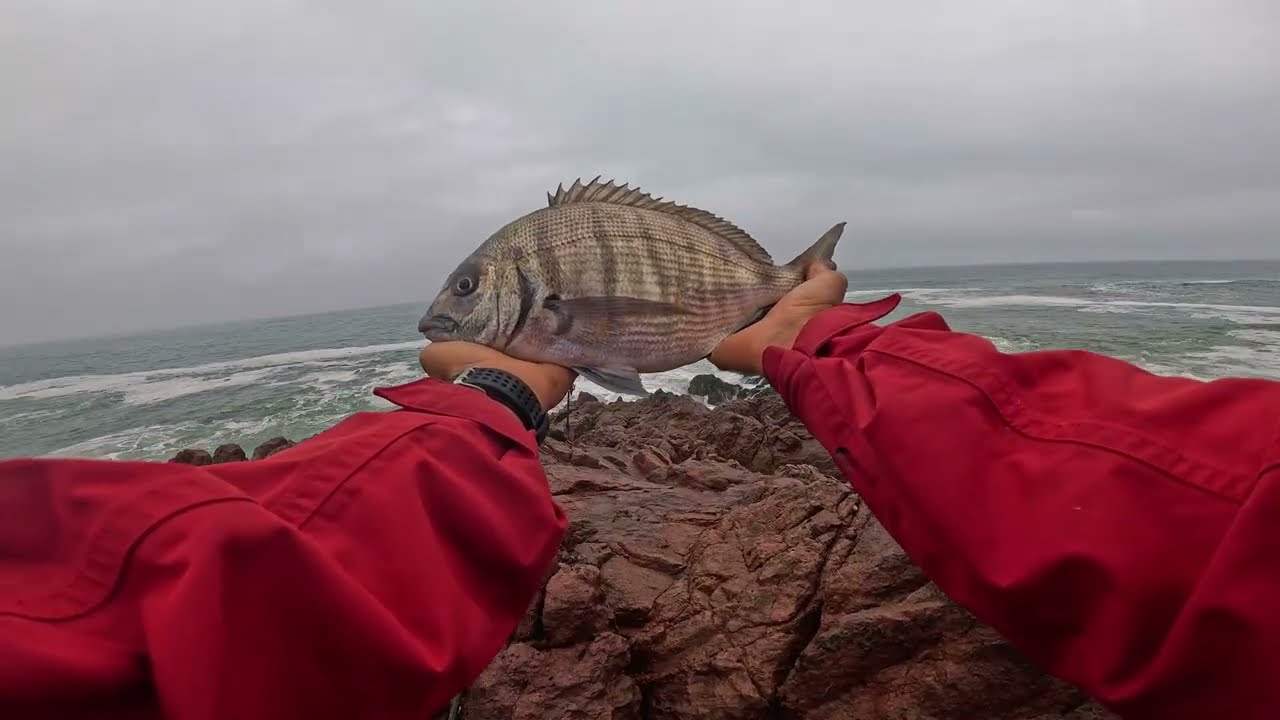 Sargo Slam! Caught on Fresh Cuttlefish – Brutal Rock Fishing Fight/صيد سمكة الشرغو بطُعم السيبيا 🦑🔥