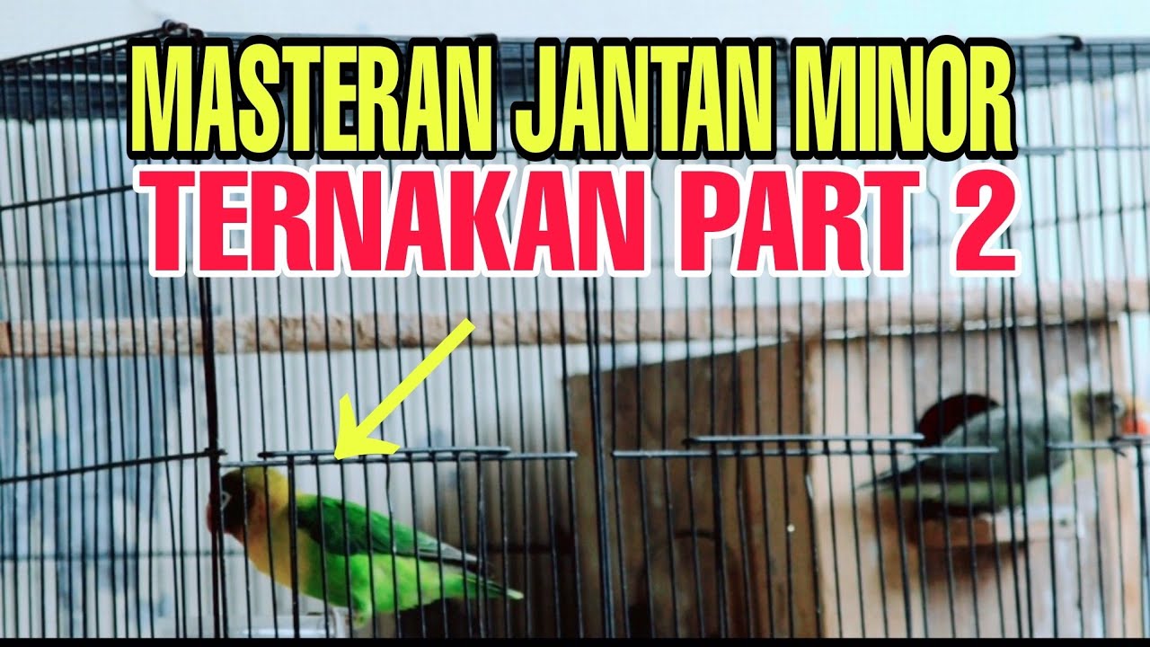 MASTERAN LOVEBIRD JANTAN KONSLET MINOR TERNAKAN 🛑 PART DUA 🛑