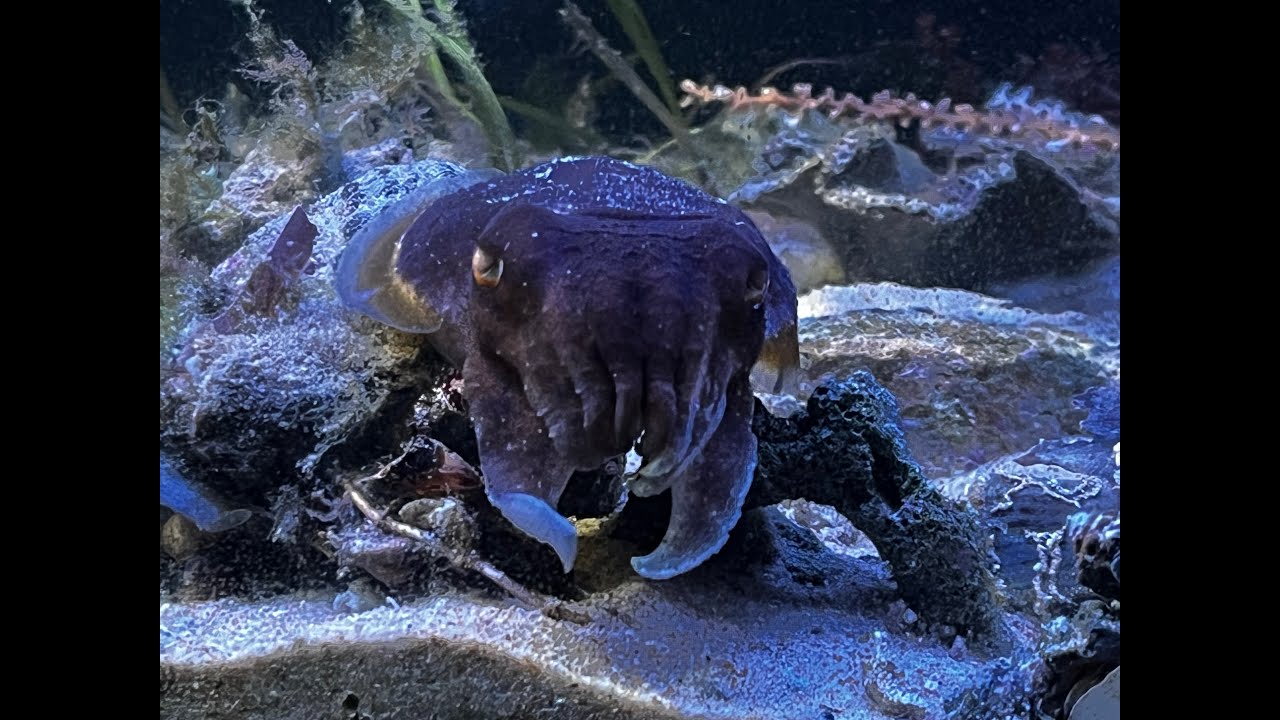 Ten minutes of my pet cuttlefish doing cuttlefish things
