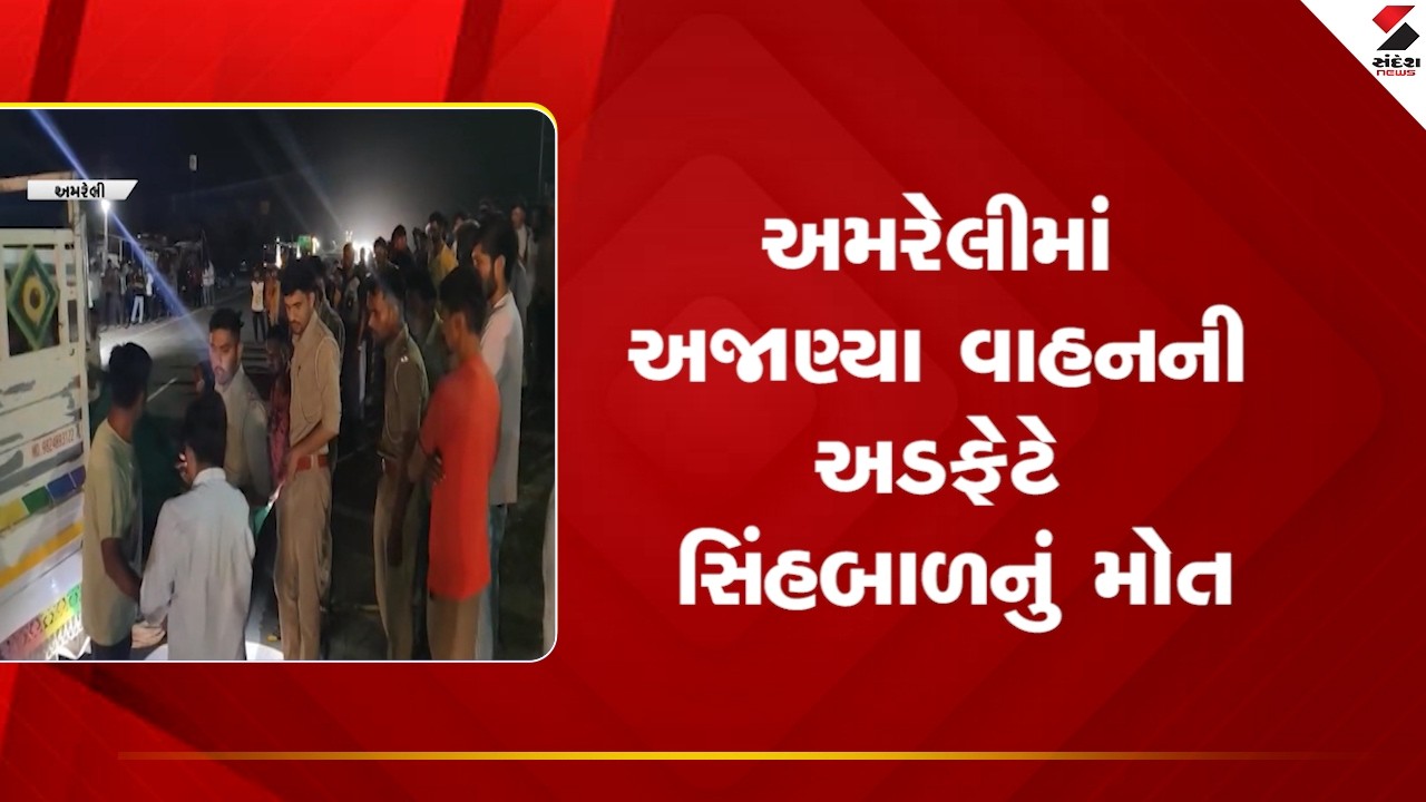 Amreli |અમરેલીમાં અજાણ્યા વાહનની અડફેટે સિંહબાળનું મોત | LionCub | Sandesh News
