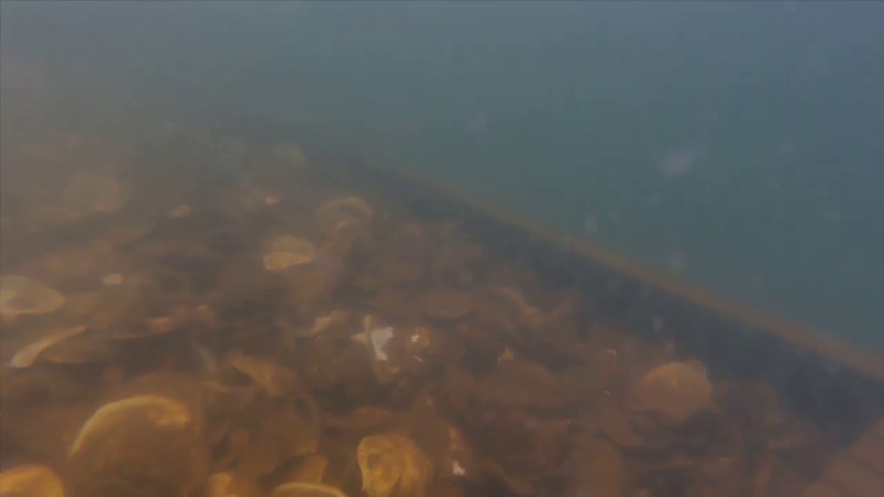 Diving in Baltimore's Inner Harbor