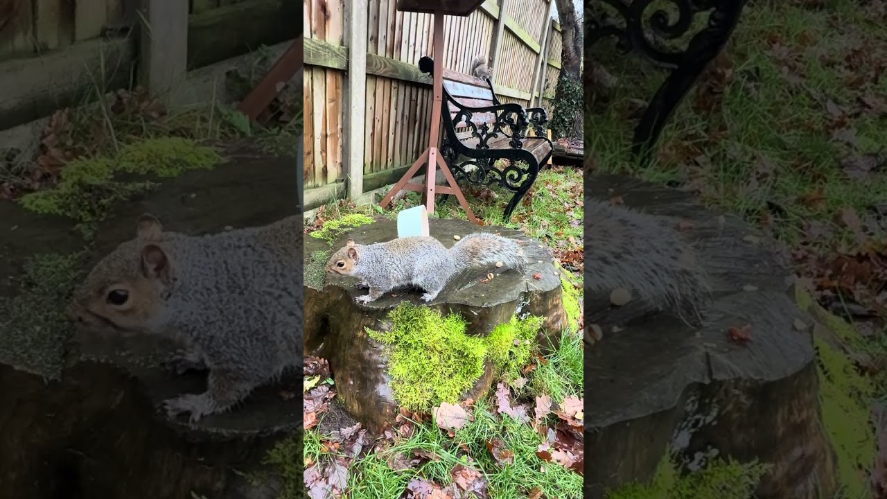 Squirrels Eating Nuts in the Rain — Relaxing Nature Moment 
