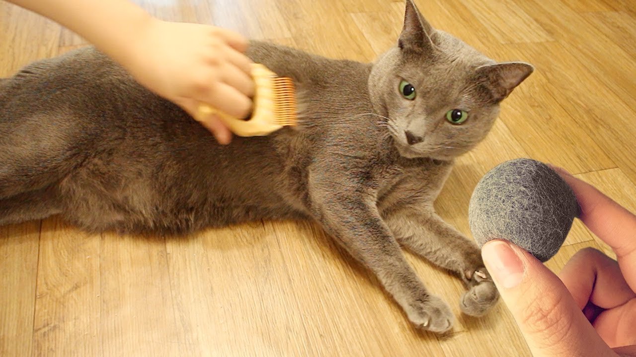 고양이 털 빗어서 털공 만들기