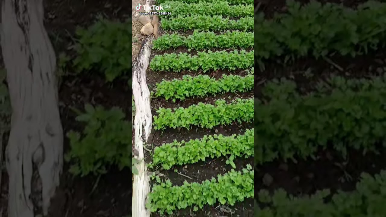 Mostrando um pouco da minha horta 