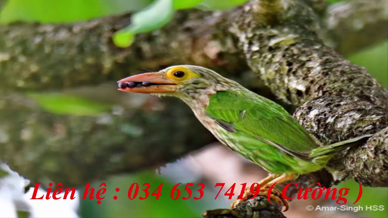[ Video 309 ] Tiếng chim cu rốc bụng n&acirc;u ( chim thầy ch&ugrave;a ) mp3 mới nhất