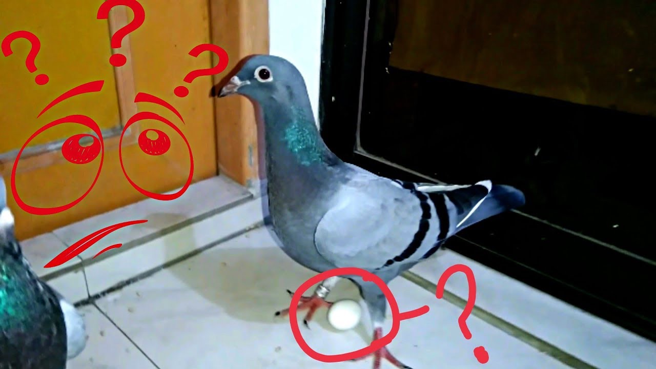 Pigeon Paradise