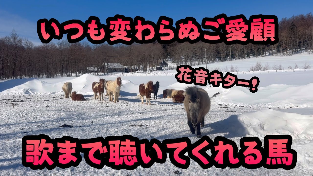 【犬】【馬】いつも変わらぬご愛顧　歌まで聴いてくれる馬