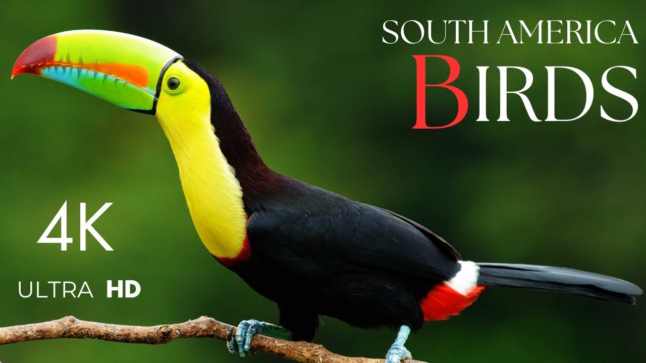 Birds of South America 4K