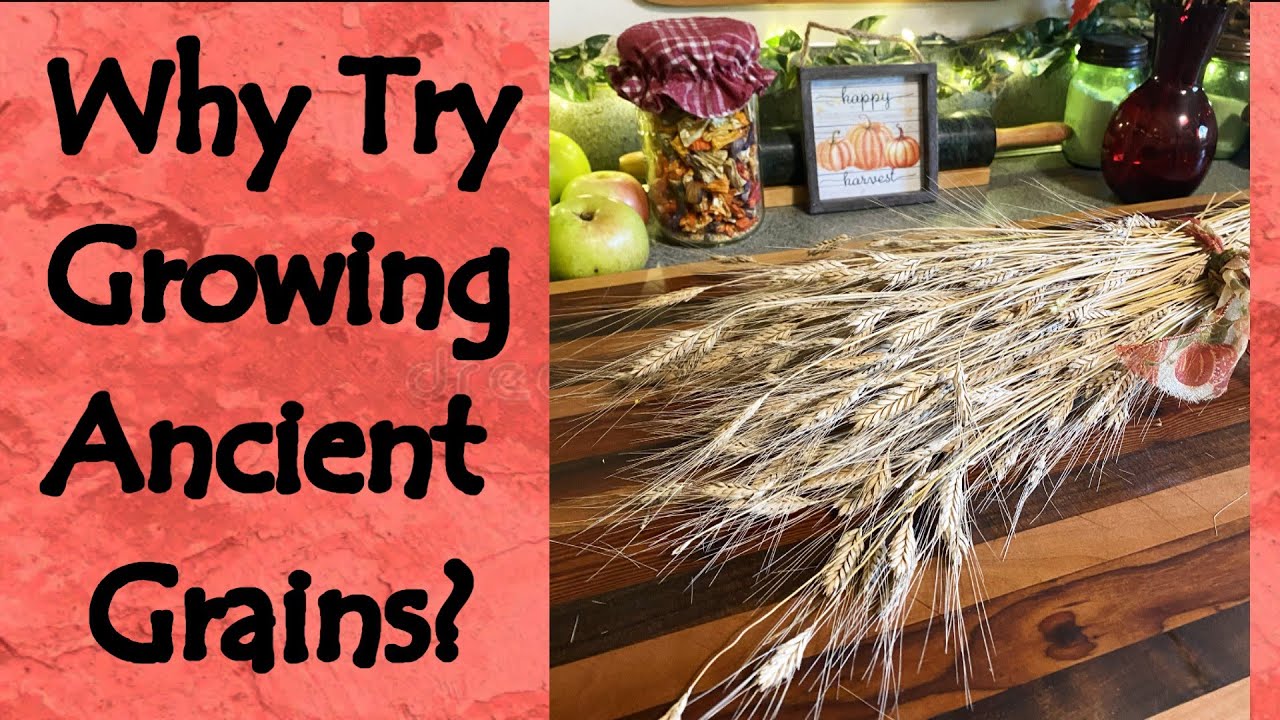 Why I Tried to Grow Einkorn Wheat