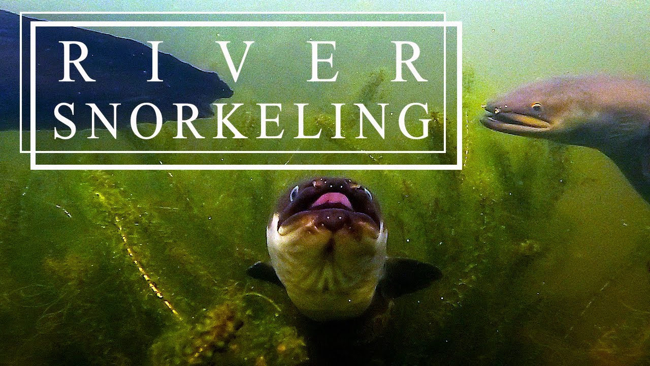 Snorkeling in New Zealand's Rivers