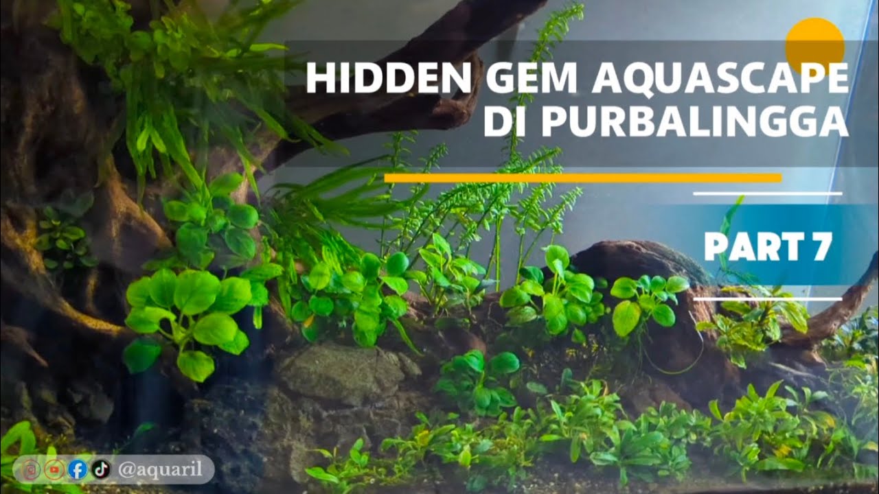 HIDDEN GEM AQUARIUM DI PURBALINGGA JAWA TENGAH | AQUAMIND AQUARIUM PENUH MIND 