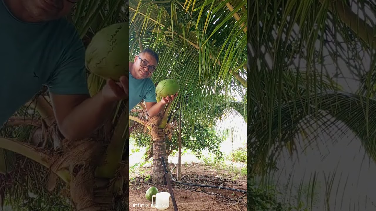Colhendo água de côco 😁🌴🥥