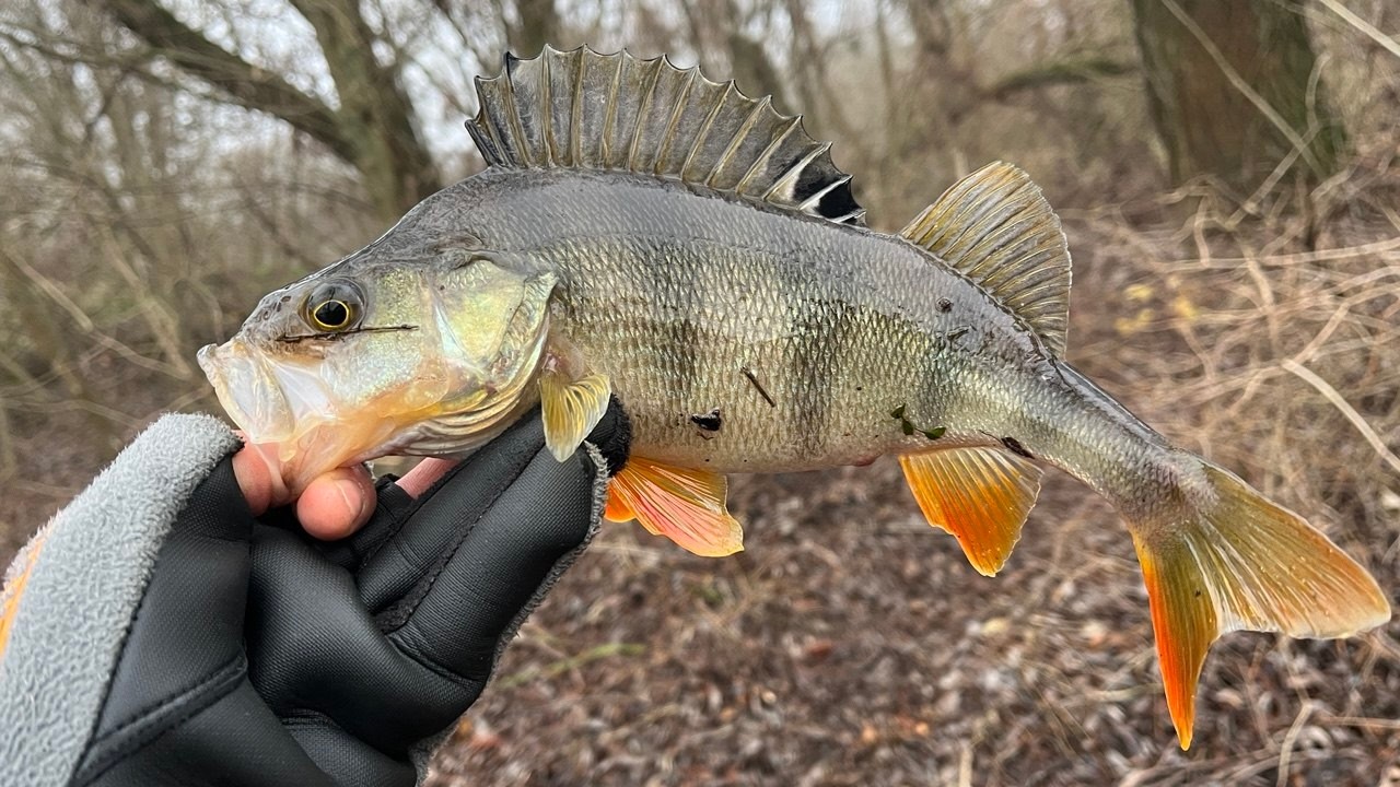 ЯК НА ТОРБИТИ ПОВНИЙ МІШОК РИБИ, ПРИМАНКИ ПРОВОДКА ВСЕ ПОКАЗАНО У ВІДЕО #perch #окунь #спінінг