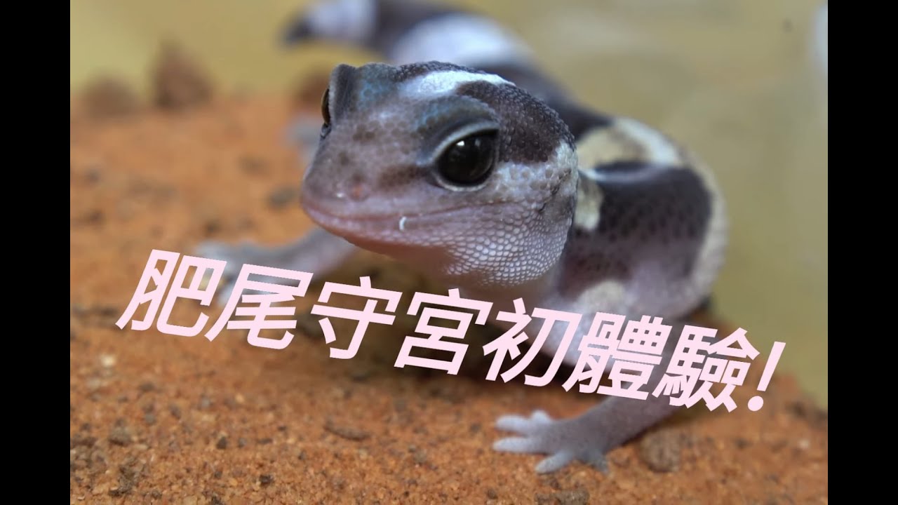 《香港爬道》 肥尾守宮初體驗!