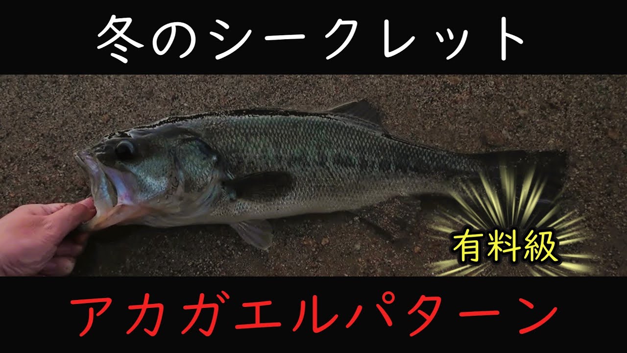 冬にバス釣りたい人はマネして！！アカガエルパターン解説