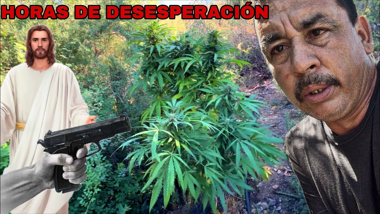 Siembra Ilegal Me Disparan 🔫