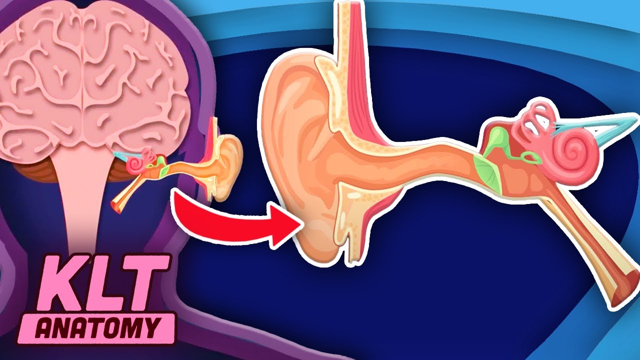 Learn How YOUR Ears Work! | The Ear Song | KLT Anatomy