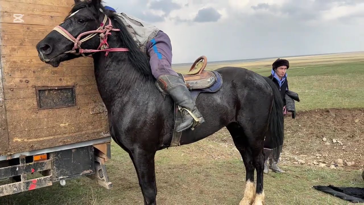 Жуалы Амангелді ауылы 79 дың көкпары 29.03.25