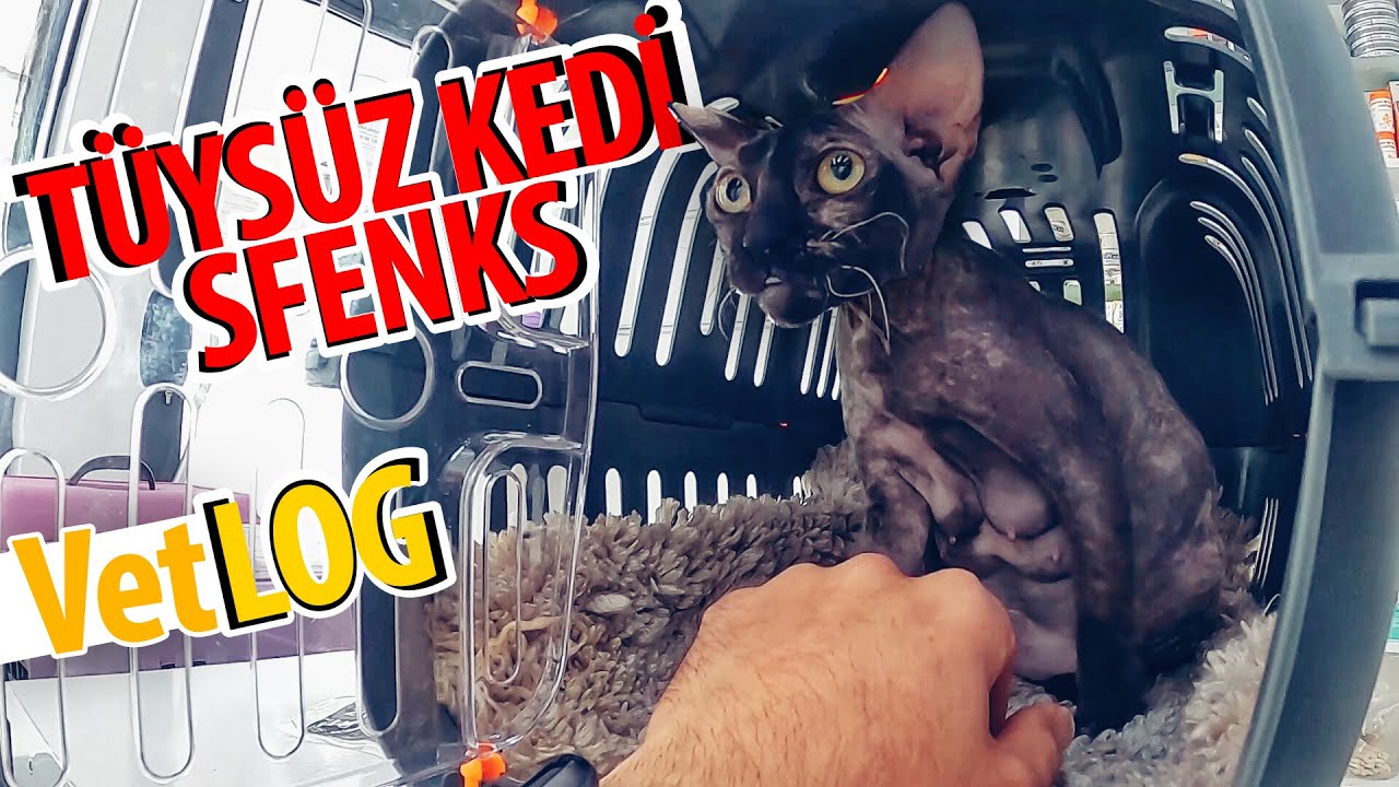 ANNE SFENKS 😍 (Tüysüz Kedi) Ultrasonu - VetLOG! 💯 BİZİMLE KLİNİKTE BİR GÜN.!
