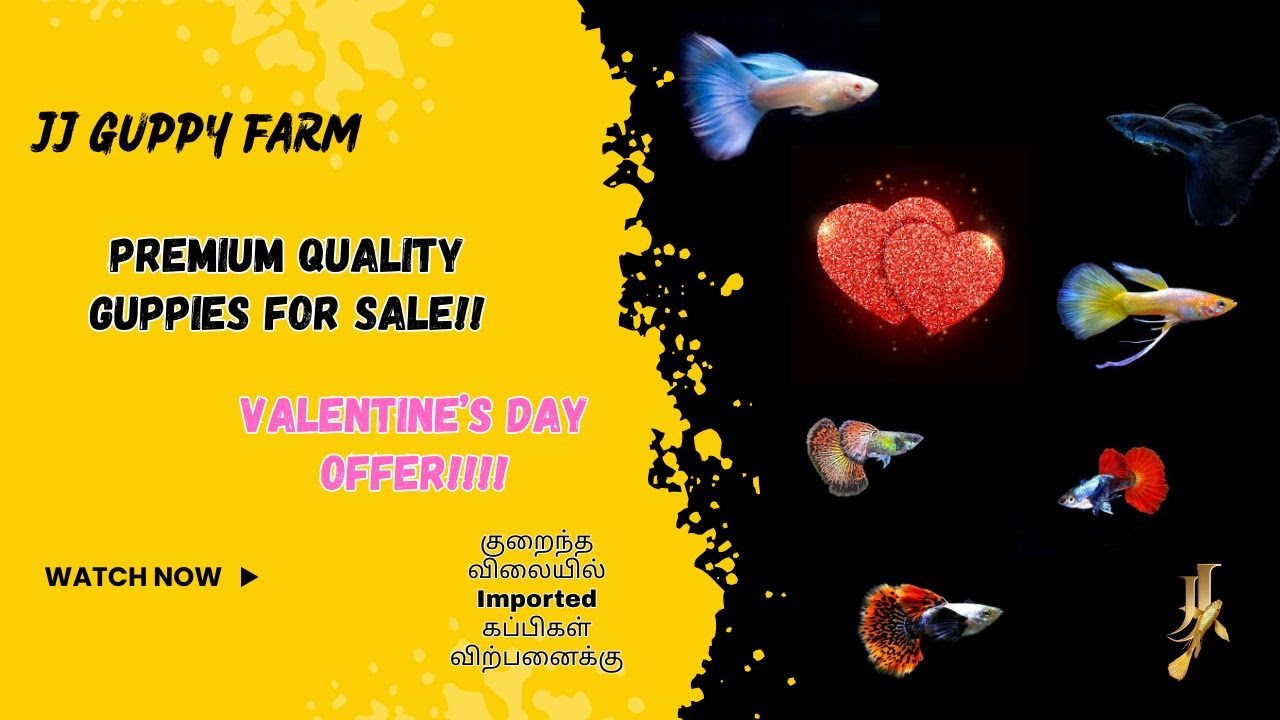 🔥 Imported Guppies for Sale!! –குறைந்த விலையில் Imported கப்பிகள் விற்பனைக்கு!!💥#guppy #sale #fish