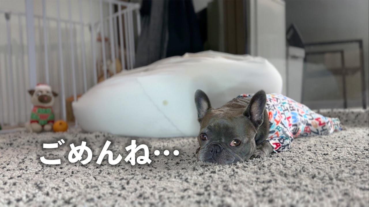 愛犬がとんでもない事をやらかしてしまいました…