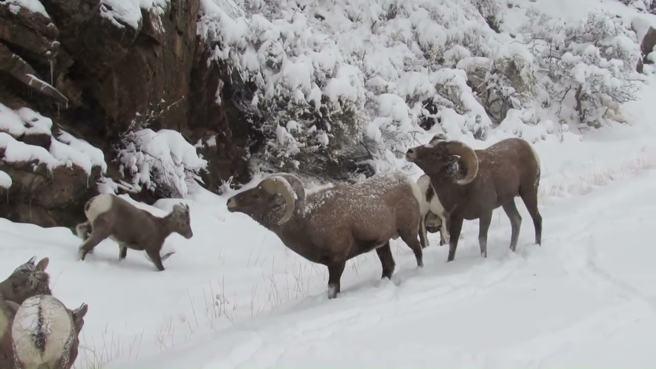 Rams