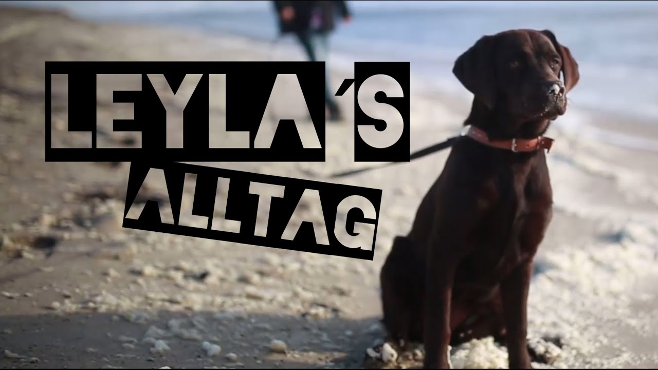 Labrador Leyla - Alltagsroutine // 6 Monate