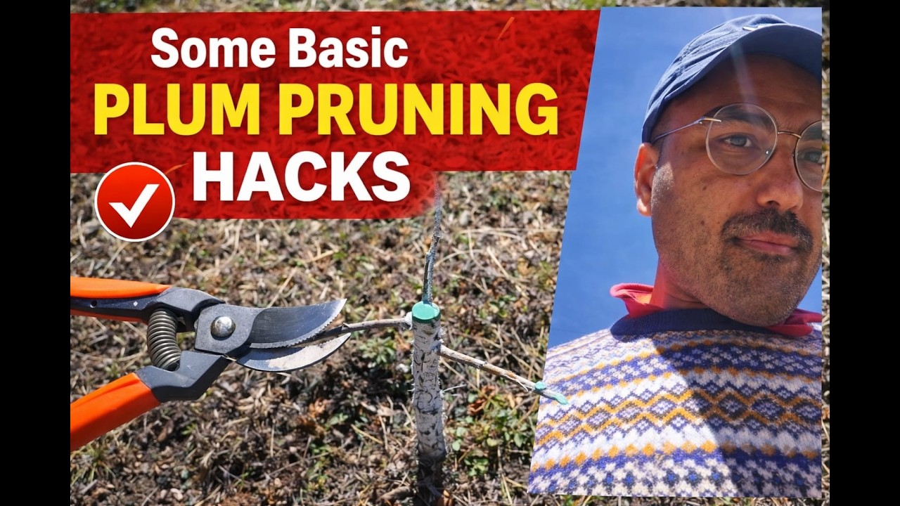 Some Basic pruning hacks for plum orchard