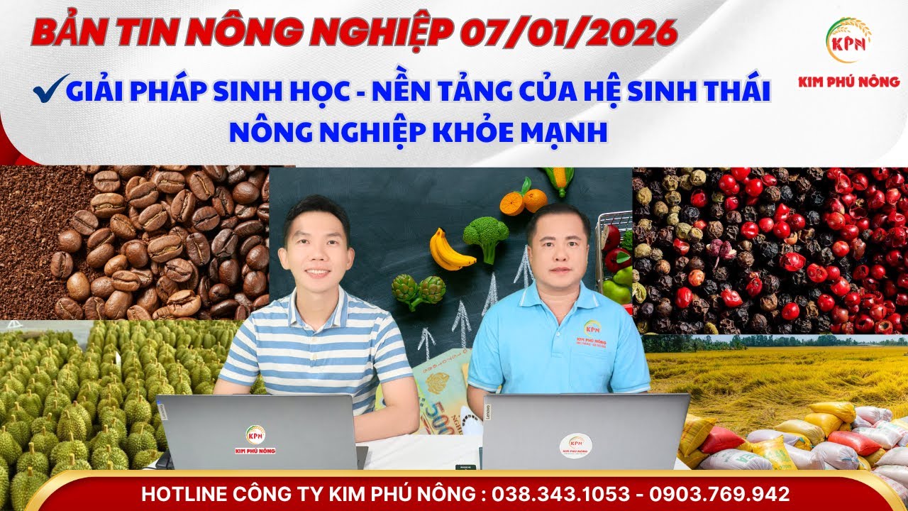 BẢN TIN NÔNG NGHIỆP 07/01/2026 | Địa chỉ tin cậy để mua mít giống ruột đỏ Indo