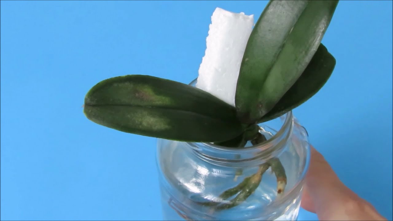 Cómo salvo al Keiki ó Hijuelo de mi Orquidea sus Raices se estan Secando #217