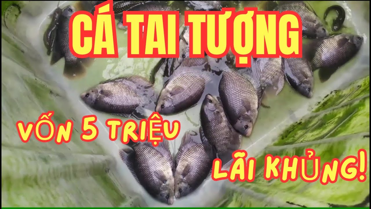 Chỉ Với 5 Triệu Đồng | Bắt Đầu M&ocirc; H&igrave;nh Nu&ocirc;i C&aacute; Tai Tượng L&atilde;i Khủng!