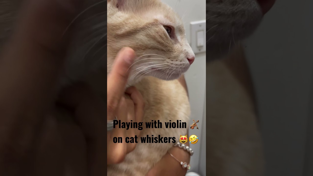 Cat whiskers /violin/guitar