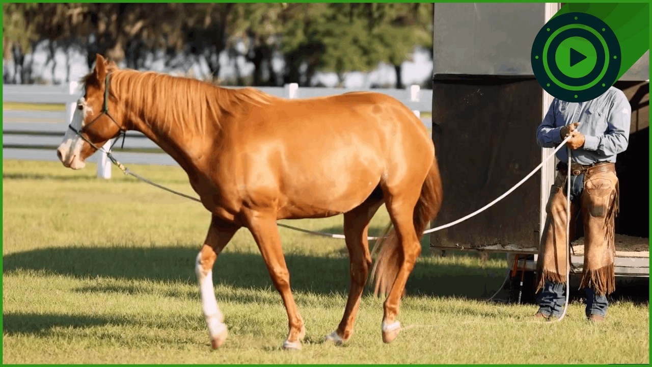 Taming Badly Behaved Horses In A Week