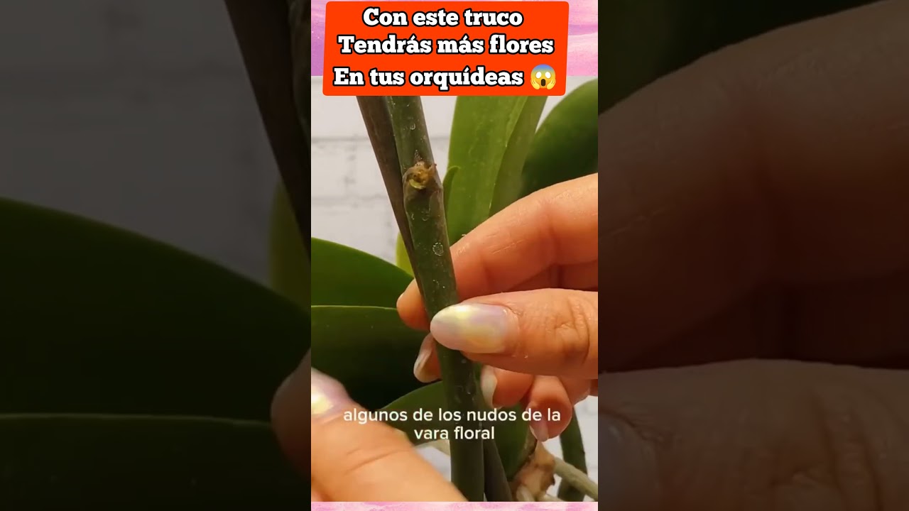 C&oacute;mo tener m&aacute;s varas florales en mis orqu&iacute;deas 😱