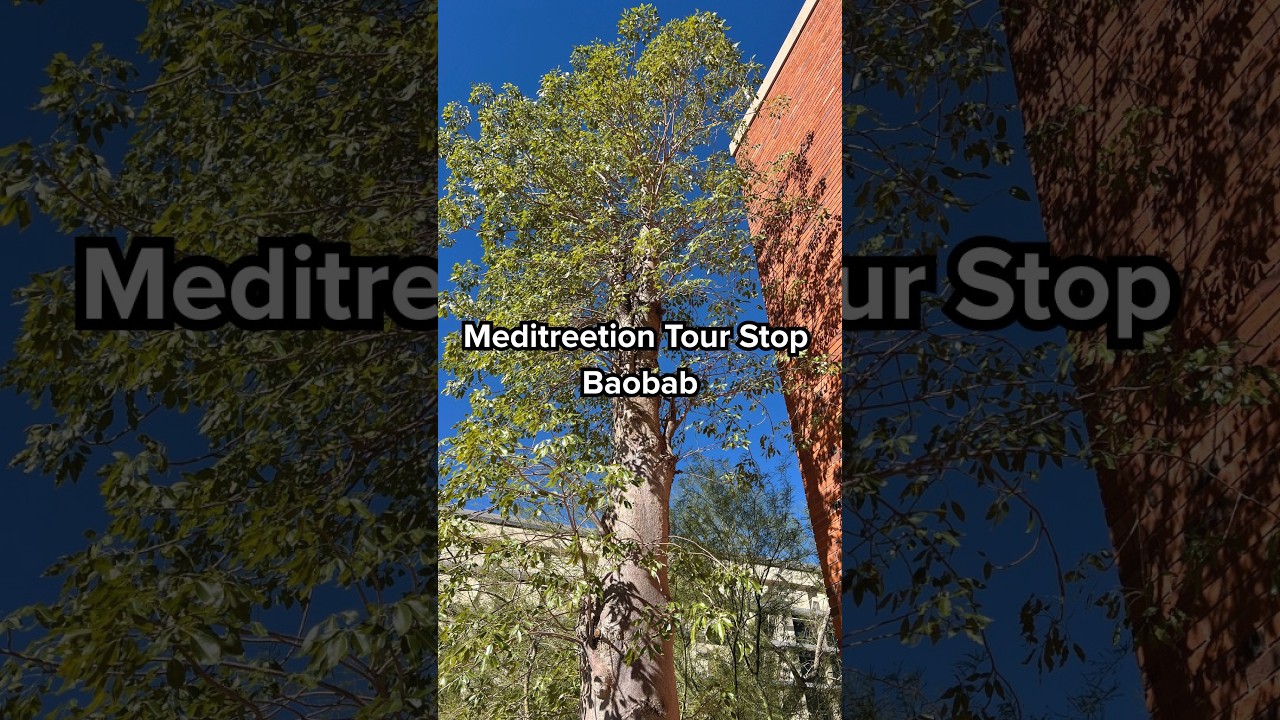Meditreetion Tour Stop | Baobab