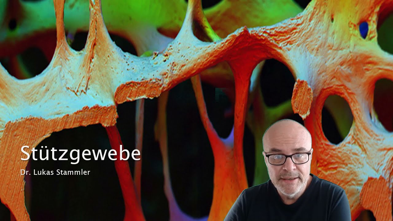 Stützgewebe 1. Teil