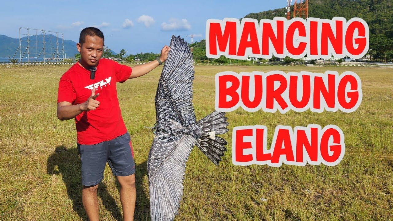 Hampir disambar burung Rajawali - Menerbangkan RC Burung Ornithopter di Sarang Rajawali