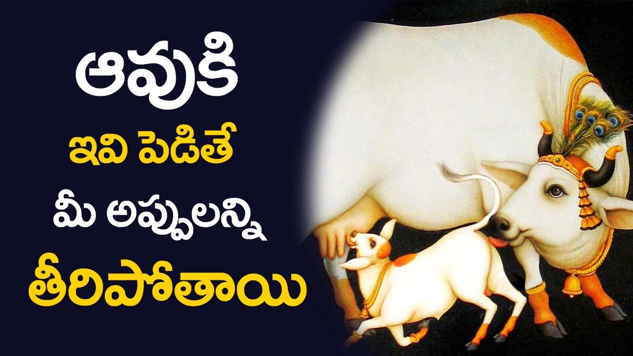 ఆవుకి ఇవి పెడితే మీ అప్పులు తీరిపోతాయి!  Appulu Teeralante | Runa Badhalu Povalante | Unknown Facts