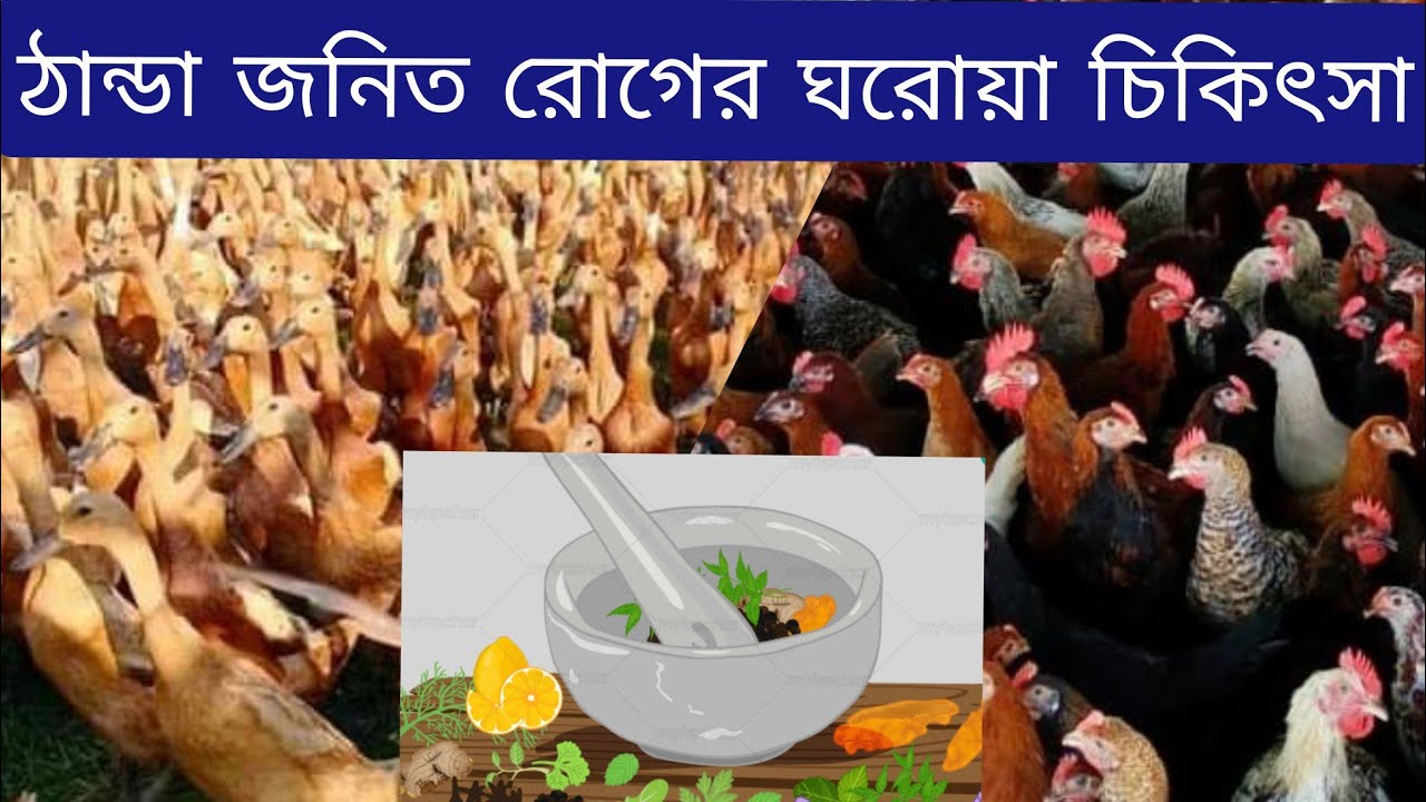 হাঁস মুরগির ঠান্ডা জনিত রোগ ও ঘরোয়া চিকিৎসা।duck farm,has palon,murgir rog