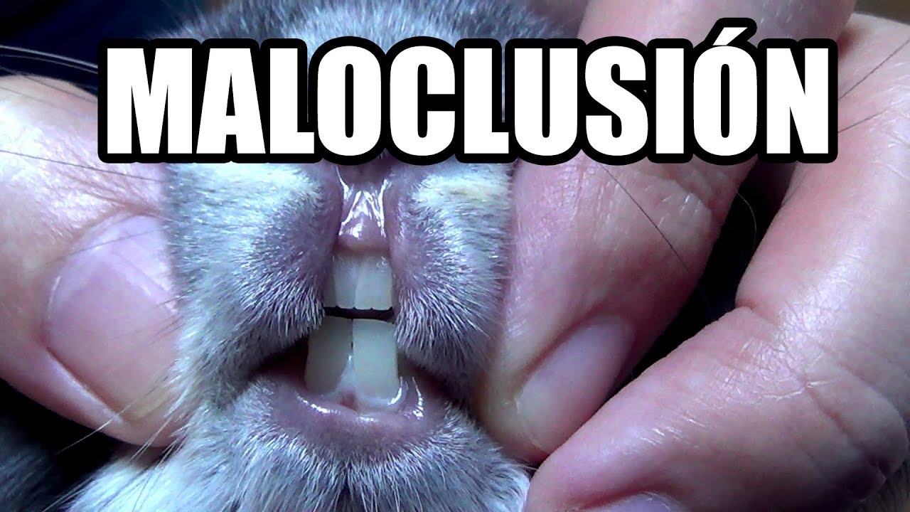 Anatomía dental y maloclusión en conejos