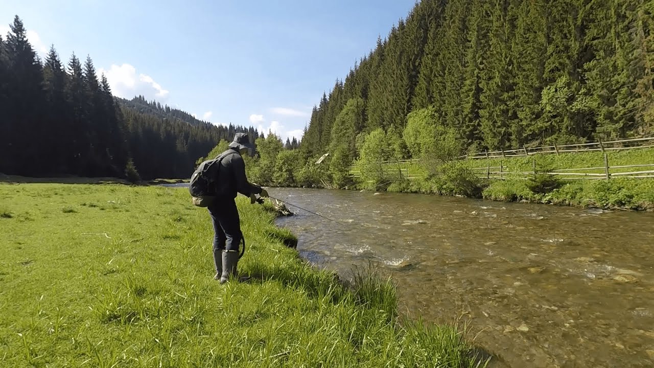 Am Pescuit pe un Râu de Munte Plin de Păstrăv Iunie 2022