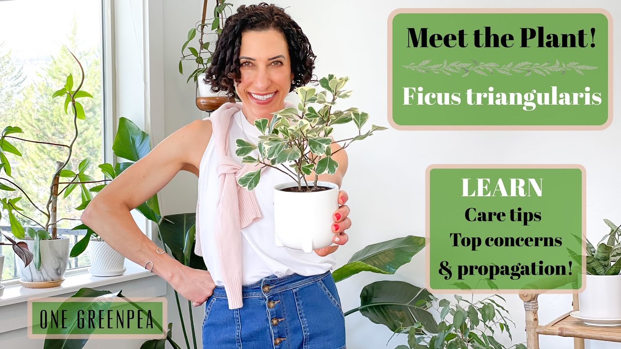Ficus Triangularis :: all you need to know to grow & propagate this gorgeous  houseplant!